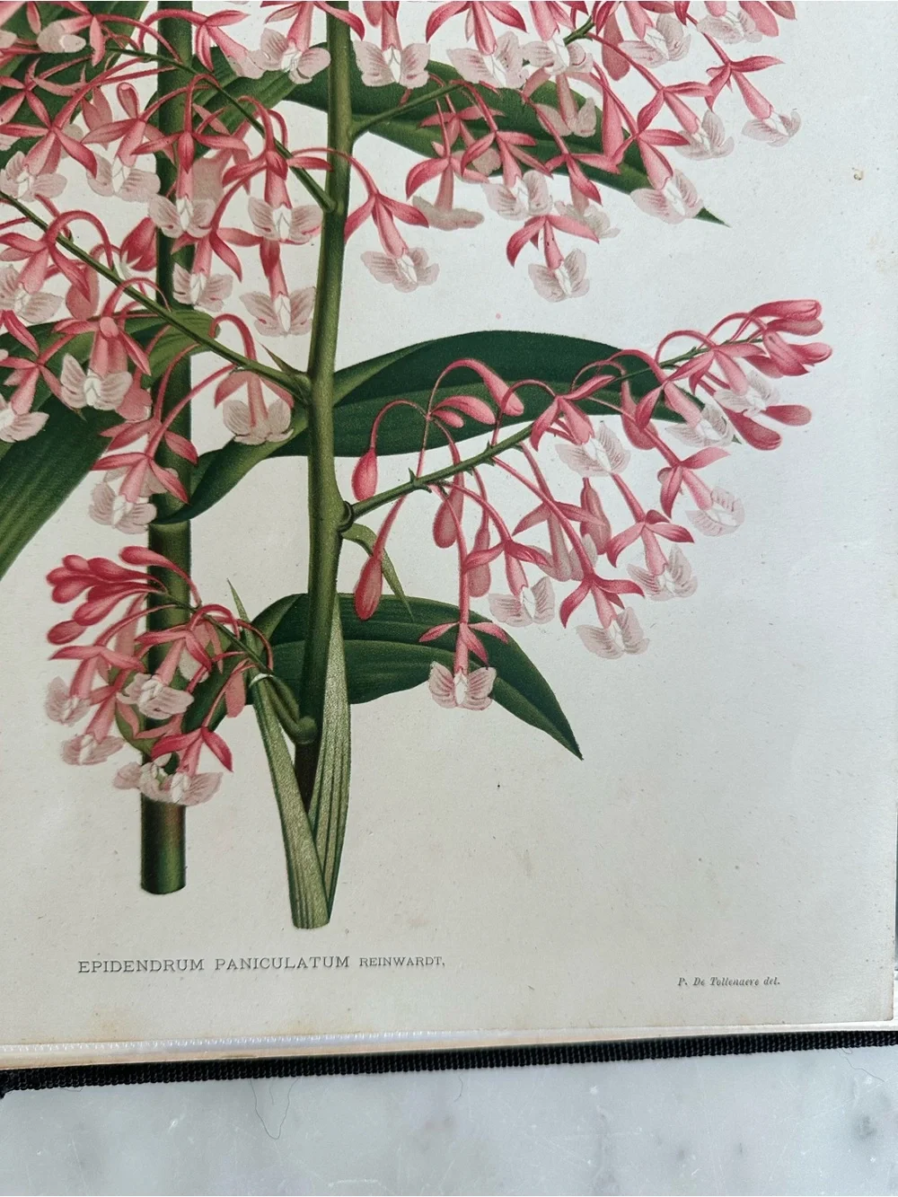 1885 Planche VII (Plate 7): Epidendrum paniculatum Reinwardt